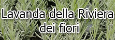 Lavanda della riviera dei fiori