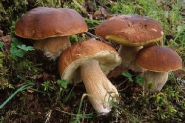Permesso Raccolta Funghi Anno 2023